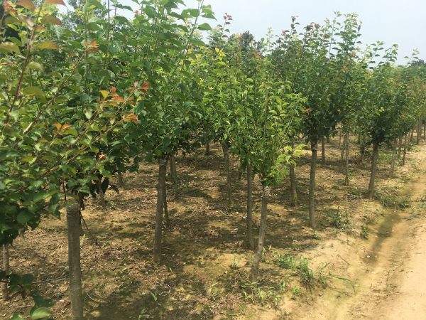 高端、大氣、上檔次的紅梅