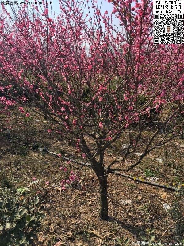 高端、大氣、上檔次的紅梅
