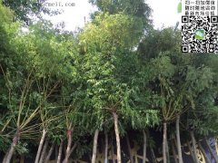 求購5、6、7、8公分的精品黃金槐，還是到沭陽，