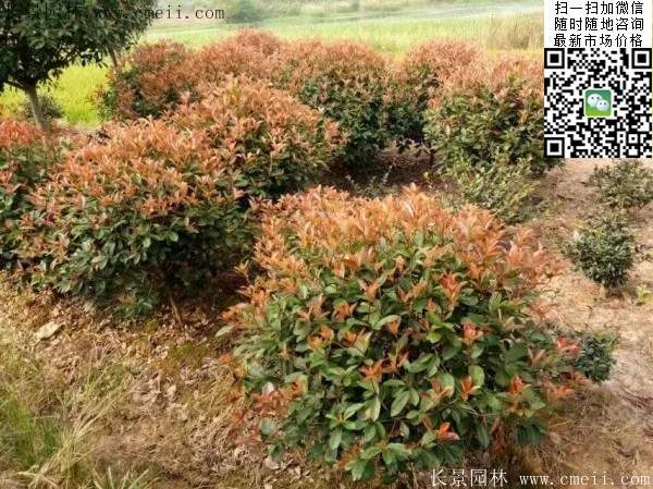 紅葉石楠--長(zhǎng)景園林