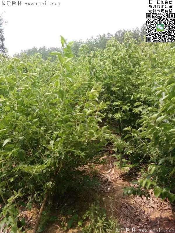 金銀木只要看一眼就迷上了，不信你就看看