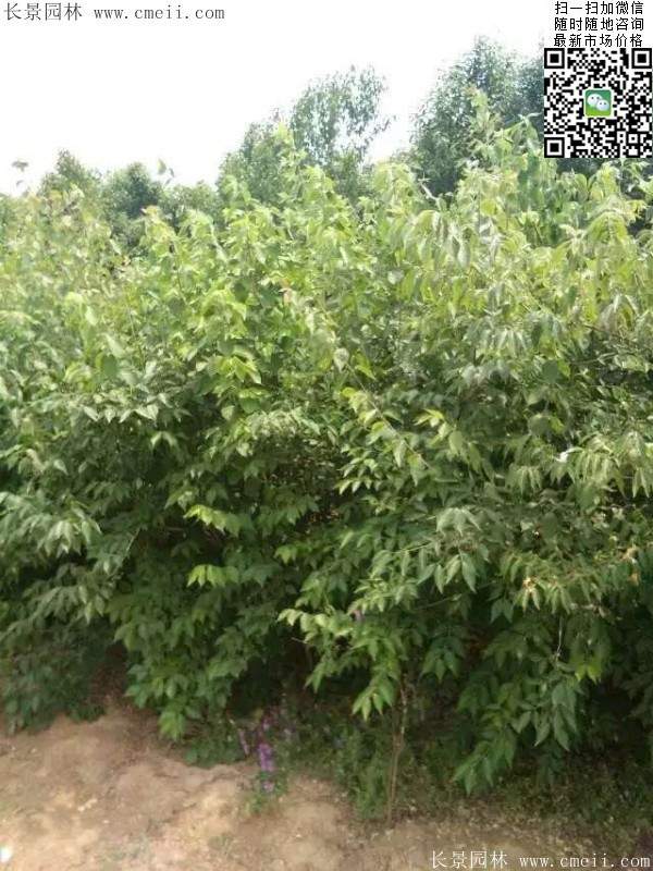 金銀木只要看一眼就迷上了，不信你就看看