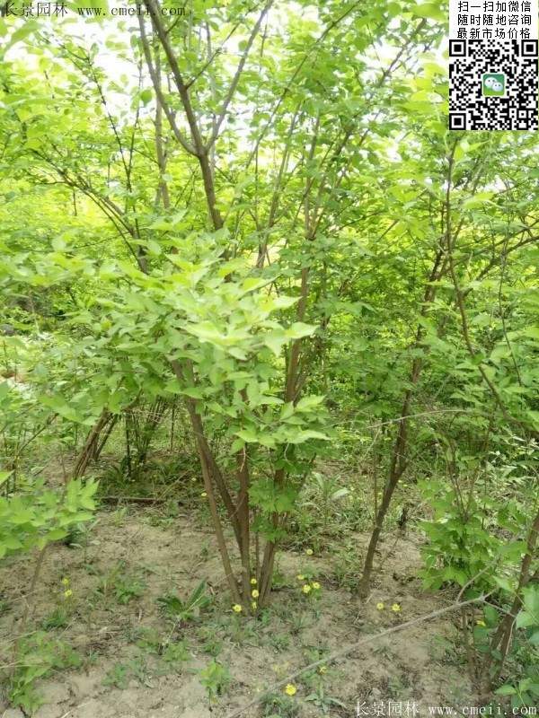 金銀木只要看一眼就迷上了，不信你就看看