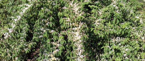 金銀木只要看一眼就迷上了，不信你就看看