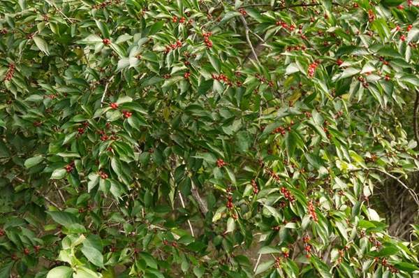 金銀木只要看一眼就迷上了，不信你就看看