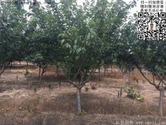 今年的櫻花樹苗多少錢一棵？