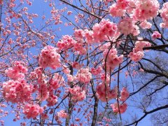 櫻花的花語(yǔ)是什么，有什么寓意？
