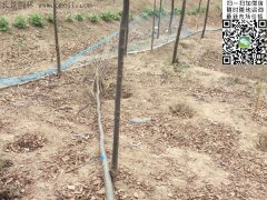 你還在為買櫸樹(shù)四處奔波嗎？那你就out了，告訴