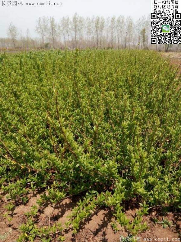 連翹--長景園林 連翹--長景園林