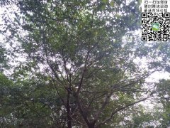 櫸樹(shù)不管是在綠化界，還是在建筑界都會(huì)令你刮