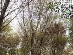 這個(gè)秋季讓櫸樹(shù)占盡了風(fēng)采，你還在持觀望的態(tài)