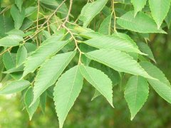 專家提醒：櫸樹(shù)和樸樹(shù)不是同一種樹(shù)嗎？