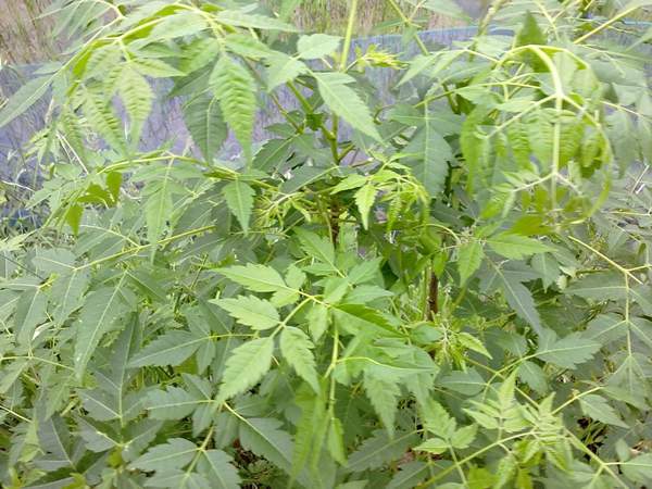 苦楝苗，苦楝樹