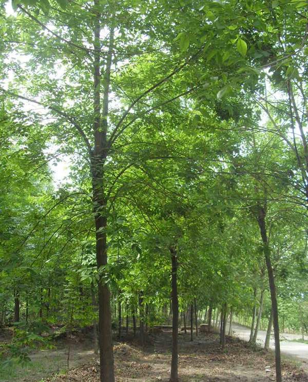 苦楝苗，苦楝樹