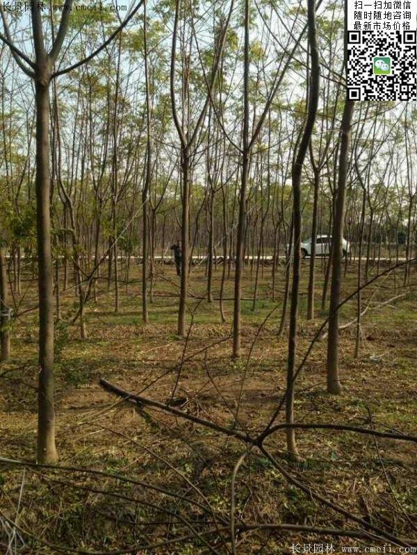 苦楝苗，苦楝樹