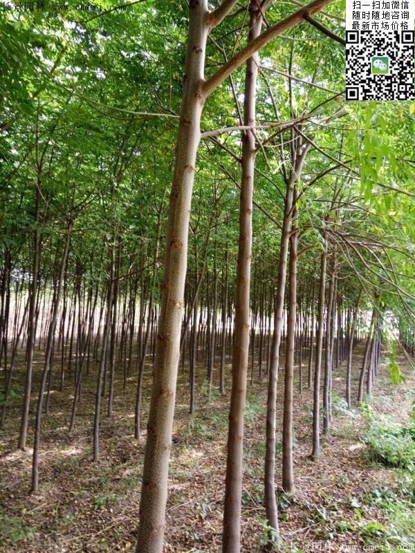 苦楝苗，苦楝樹