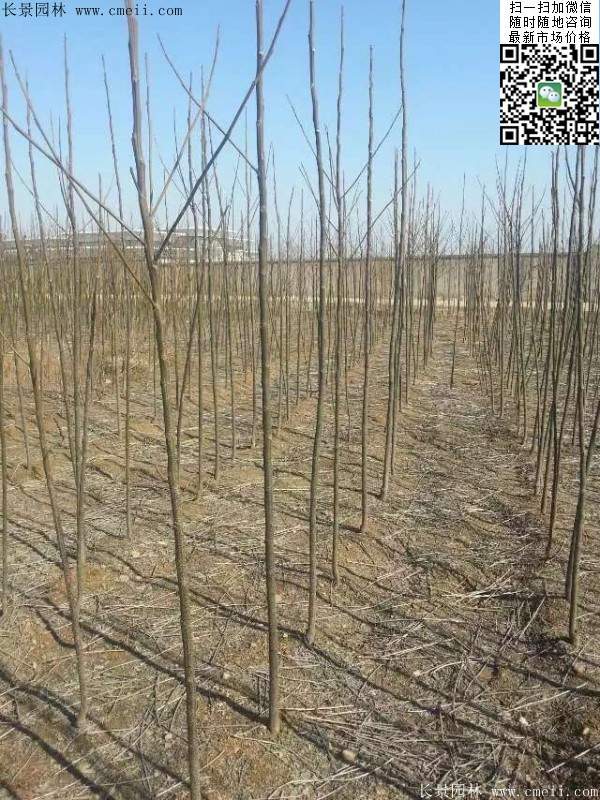 苦楝苗，苦楝樹