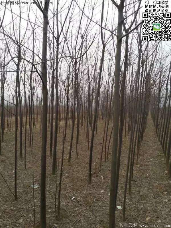 苦楝苗，苦楝樹