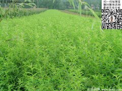 哪里有桃樹苗賣，偷偷告訴你一家又好又便宜的