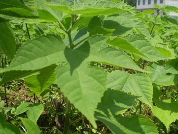 構(gòu)樹(shù)的葉子