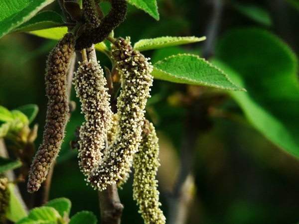 構(gòu)樹(shù)雄花