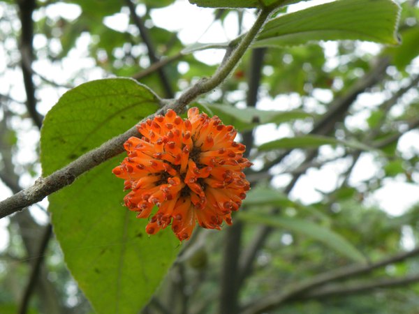 構(gòu)樹(shù)果實(shí)