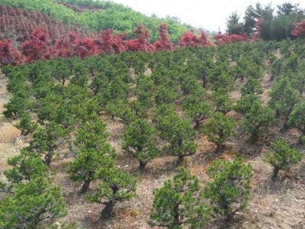 五針?biāo)尚∶?/> 
	<br/></p><p><img loading='lazy' src=