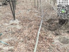 專家告訴你，為什么5公分櫸樹(shù)在園林界最暢銷