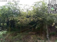珍貴的紅櫸樹(shù)在我這，只珍不貴！