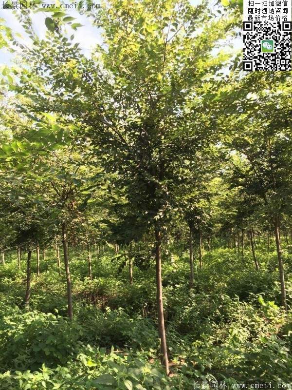 櫸樹(shù)哪里便宜？麻煩推薦一家大型，有誠(chéng)信的單位！
