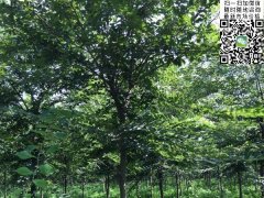 目前國(guó)內(nèi)櫸樹(shù)哪里最多，你一定不知