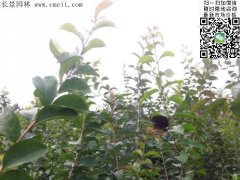 「內(nèi)部資料」行內(nèi)采購(gòu)流蘇樹報(bào)價(jià)單曝光！