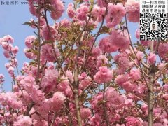 早櫻、晚櫻都是櫻，但你知道那款櫻花是最被看