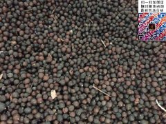 2020下半年最新欒樹(shù)籽多少錢(qián)一斤？