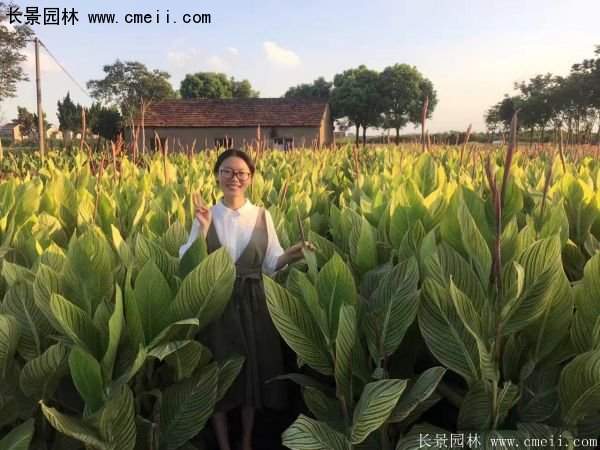 低價(jià)格，高質(zhì)量的美人蕉