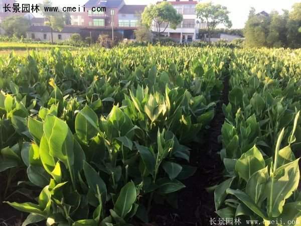 低價(jià)格，高質(zhì)量的美人蕉