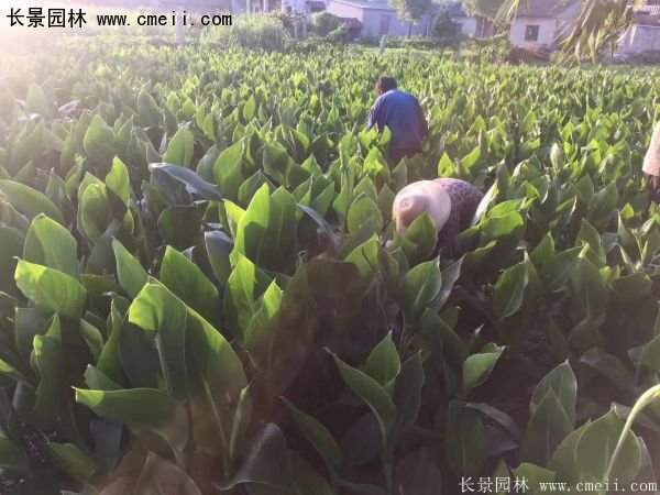 低價(jià)格，高質(zhì)量的美人蕉