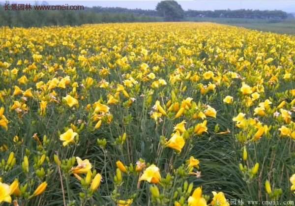 耐熱耐寒，花期超長(zhǎng)的金娃娃萱草