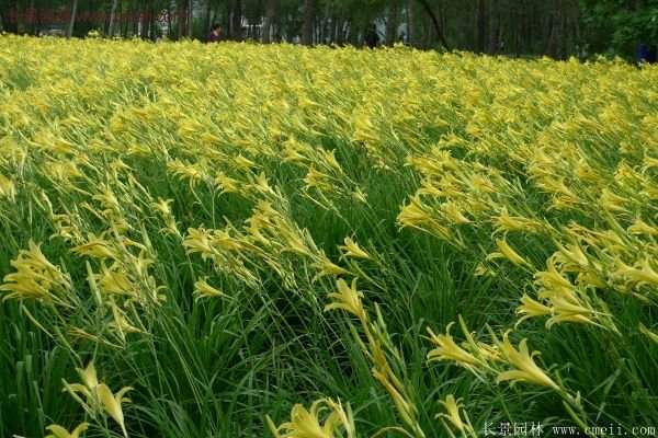 耐熱耐寒，花期超長(zhǎng)的金娃娃萱草