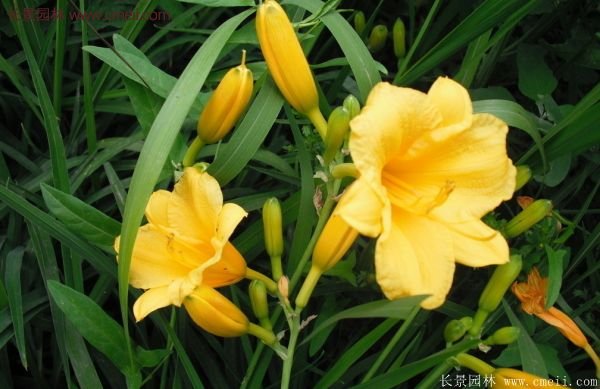 耐熱耐寒，花期超長(zhǎng)的金娃娃萱草