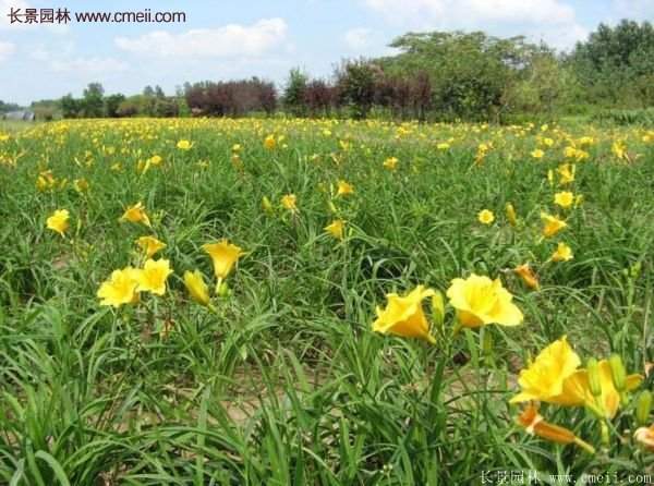 金娃娃萱草多少錢一棵？