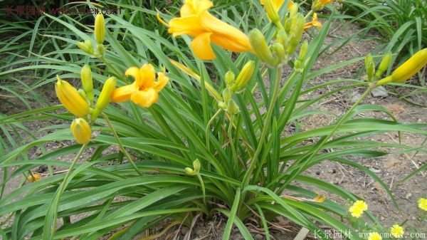 金娃娃萱草多少錢一棵？