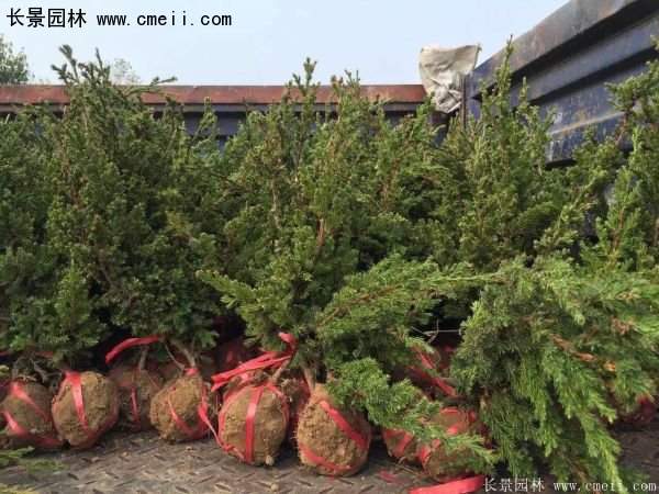 沭陽(yáng)的鋪地柏