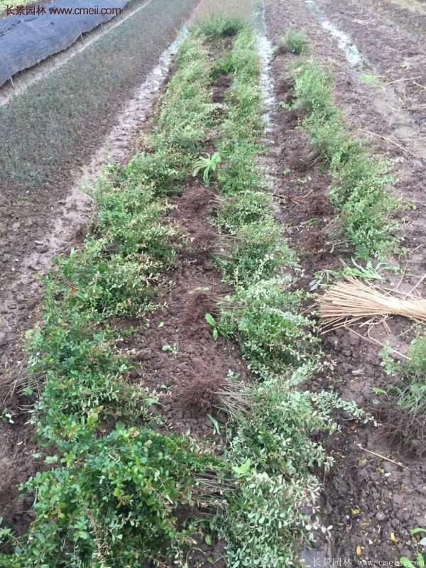 沭陽火棘苗、火棘球