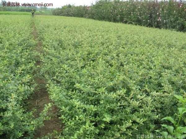 沭陽火棘苗、火棘球