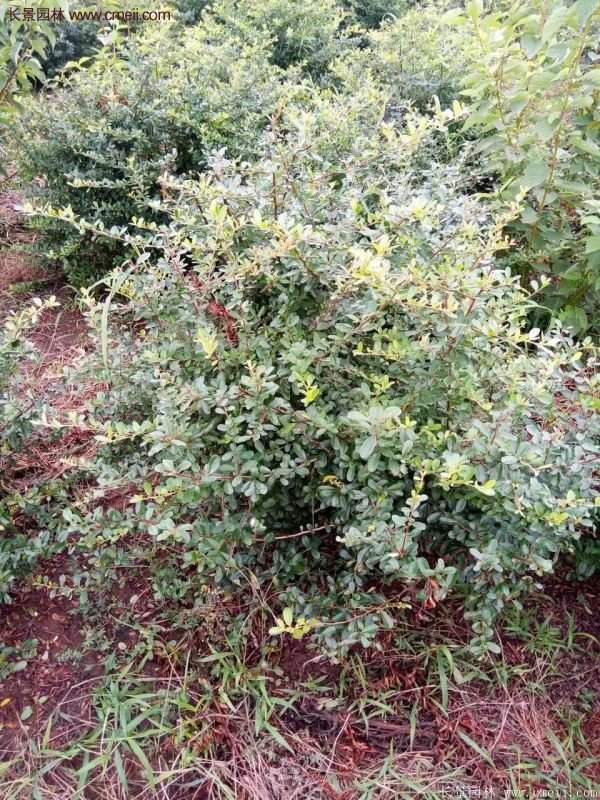 沭陽火棘苗、火棘球