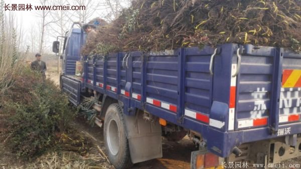 沭陽(yáng)火棘基地