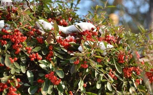 沭陽(yáng)火棘的標(biāo)準(zhǔn)