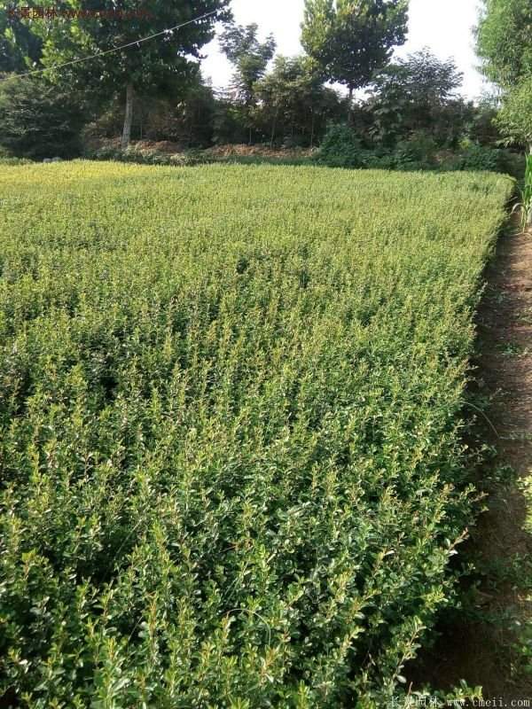 沭陽(yáng)的火棘