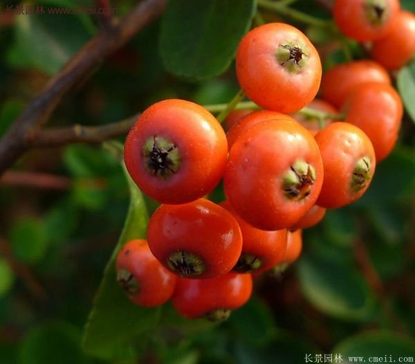 沭陽火棘苗、火棘球